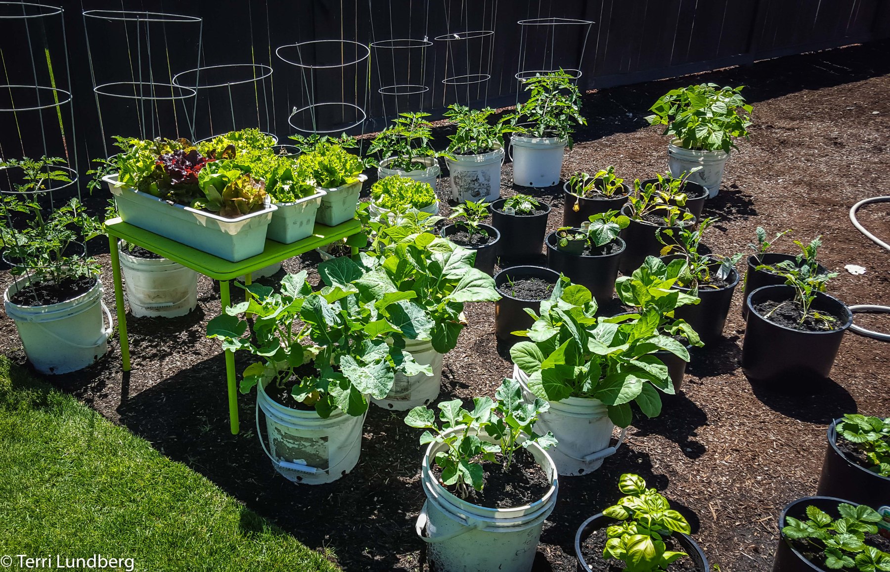 Container Vegetable Garden