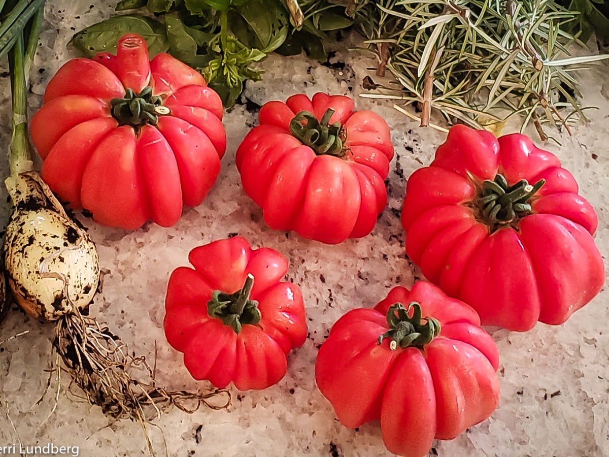 Here it Is! My Grandmama’s Secret for Growing the Best&nbsp;Tomatoes
