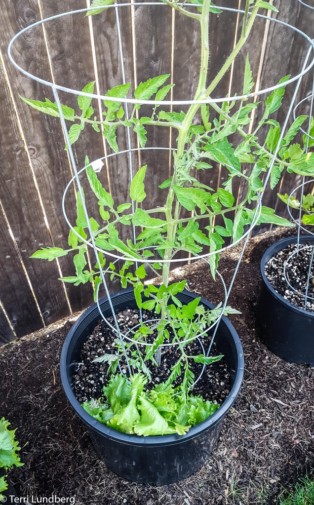 Tomato and Lettuce in Container