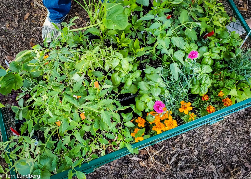 Vegetable Starts in Cart
