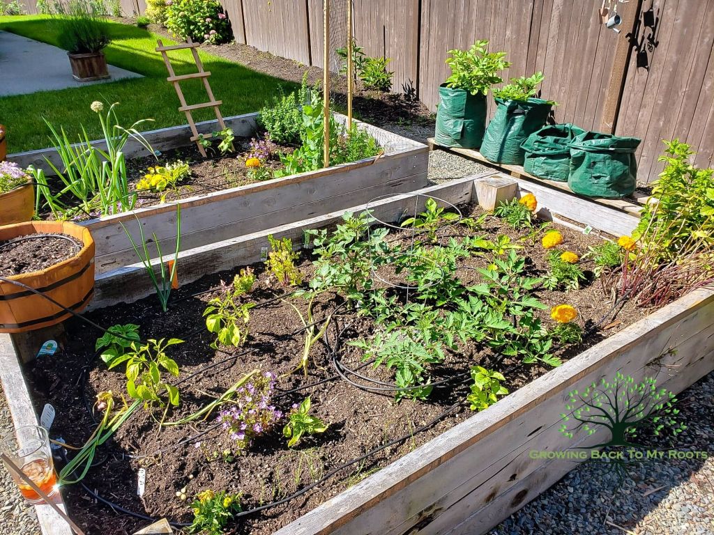 Flowers planted along with your vegetables helps attract pollinators.