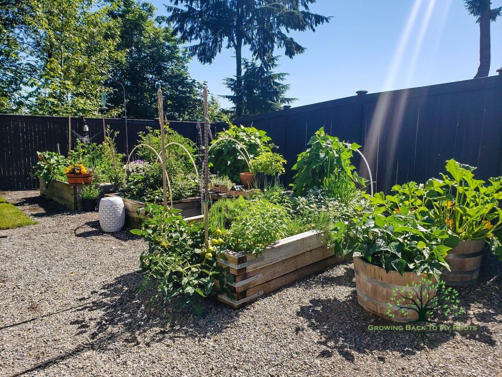 My vegetable garden space in full action.