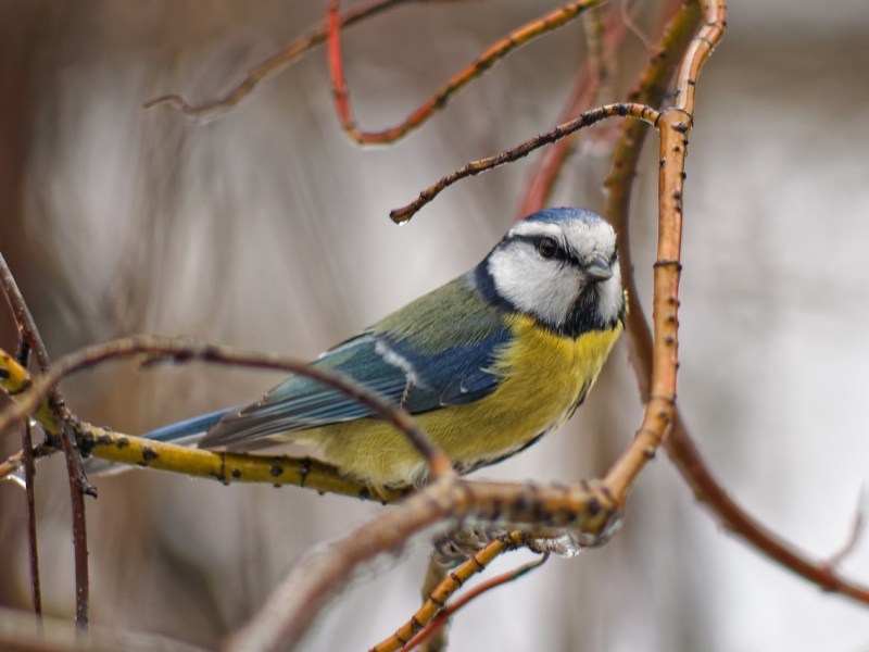 National Feed the Birds&nbsp;Day!
