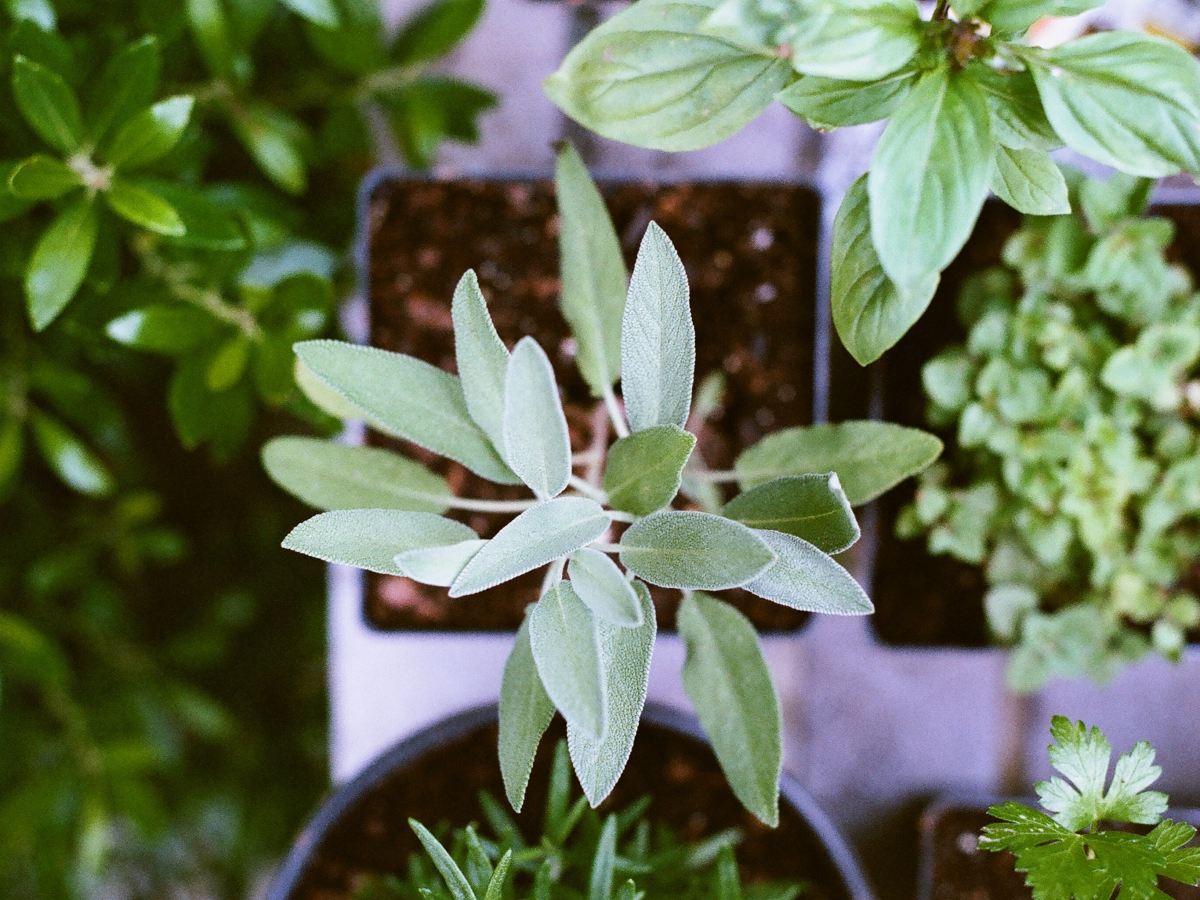 Start Your Herb Garden at Home with&nbsp;Seeds