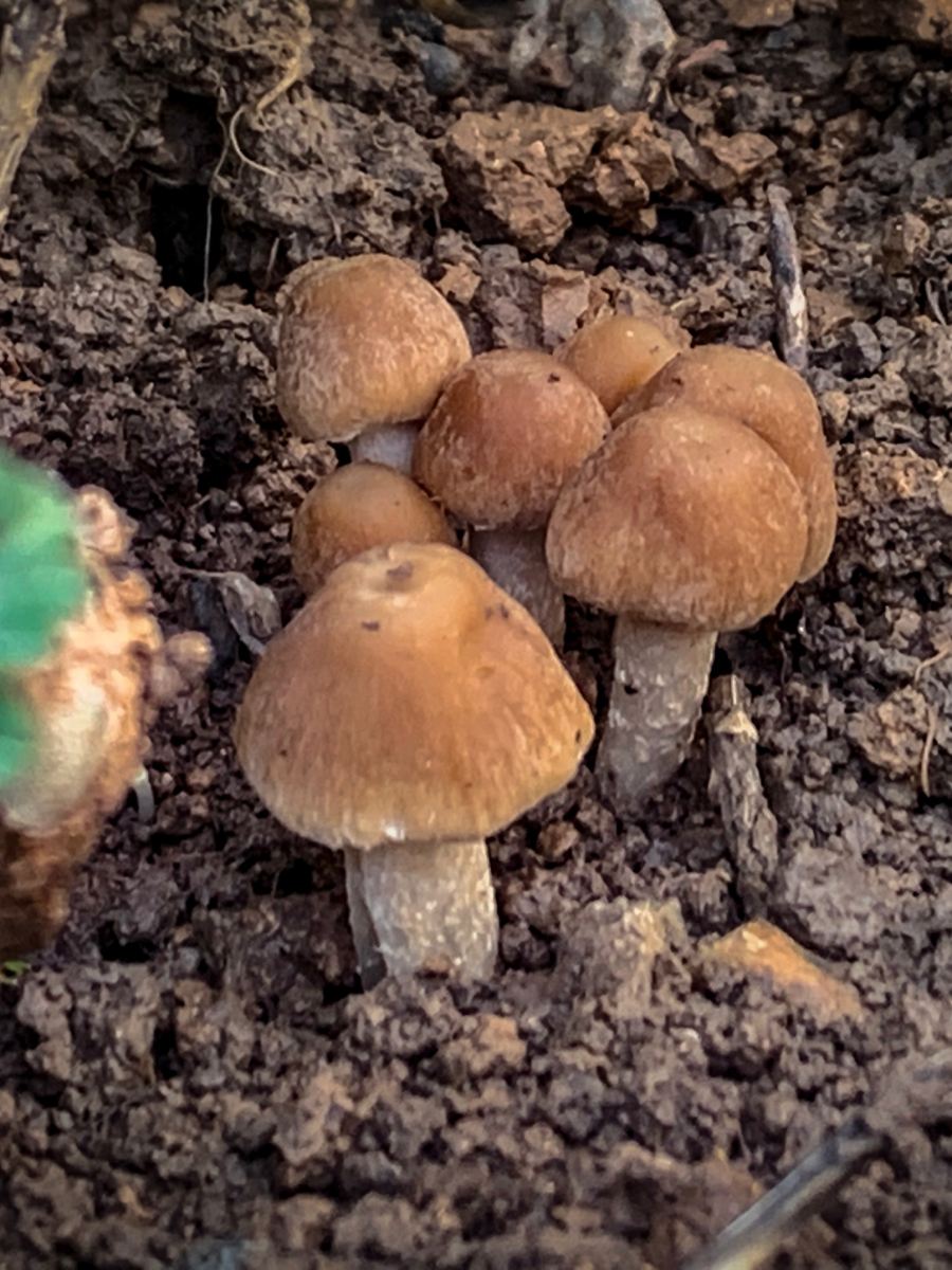 The Benefits of Mushrooms in Your Veggie&nbsp;Garden