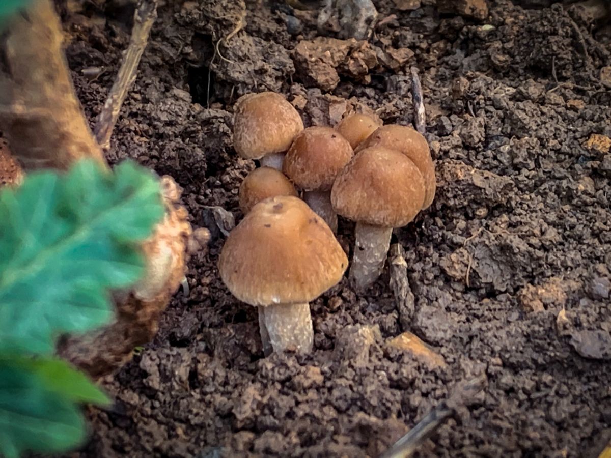 The Benefits of Mushrooms in Your Veggie&nbsp;Garden